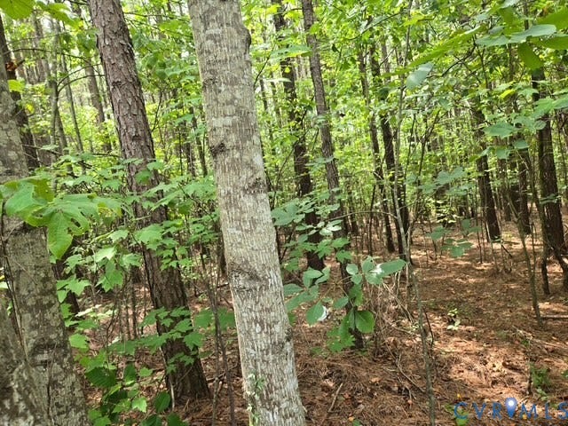 000 Miller Camp Road, Buckingham, VA 23921 Wooded property with mature trees and natural ground cover
