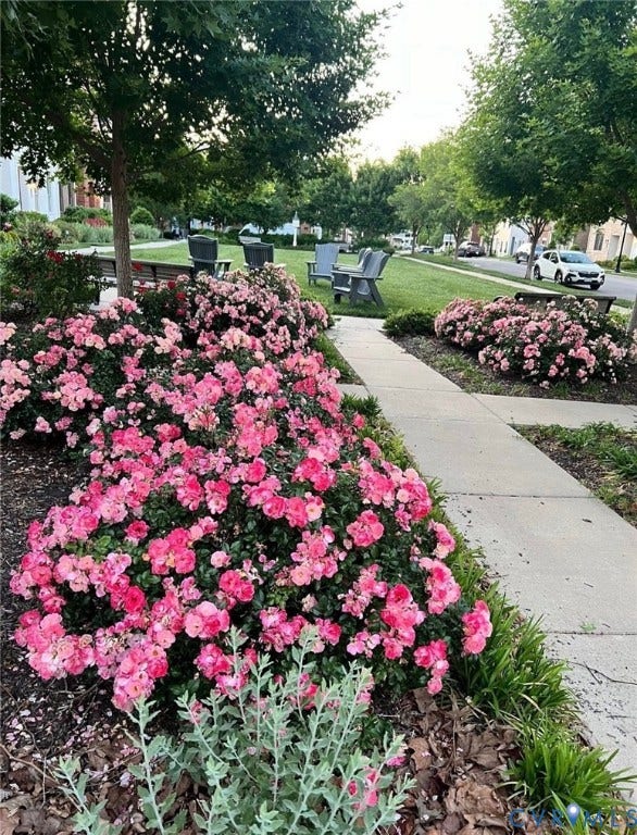 3332 Haydenpark Lane, Henrico, VA 23233 Lush landscaping featuring vibrant pink floral bushes and mature trees, alongside a concrete pathway