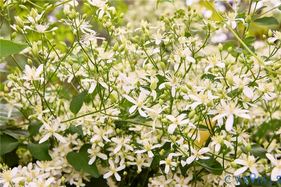 1311 Santa Rosa Road, Henrico, VA 23229 Blooming jasmine make the backyard smell like heaven.