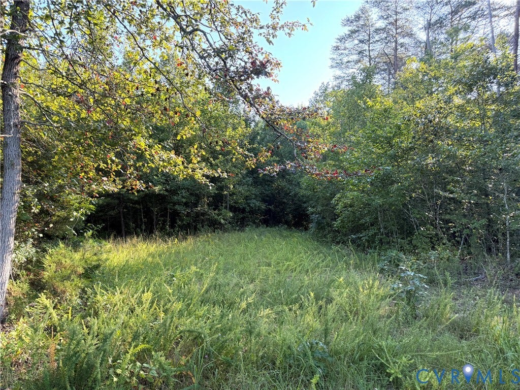 Grassy clearing by the road