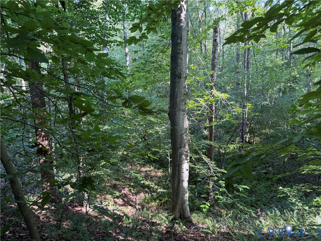 Mature trees, dense foliage, natural ground cover, dappled sunlight, wooded setting