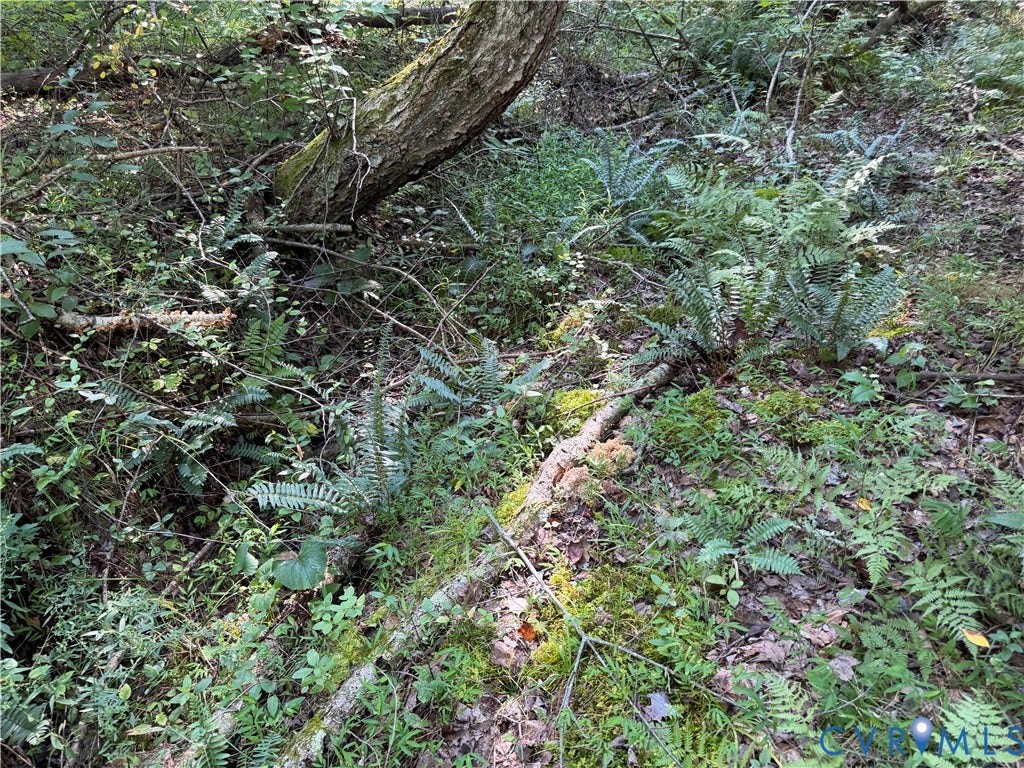 Dry creekbed