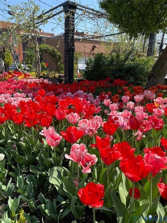 Garden bed with vibrant red and pink tulips and established green foliage