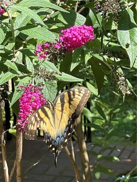 3832 Kenmore Road, Stratford Hills, Richmond, VA 23225 Nature