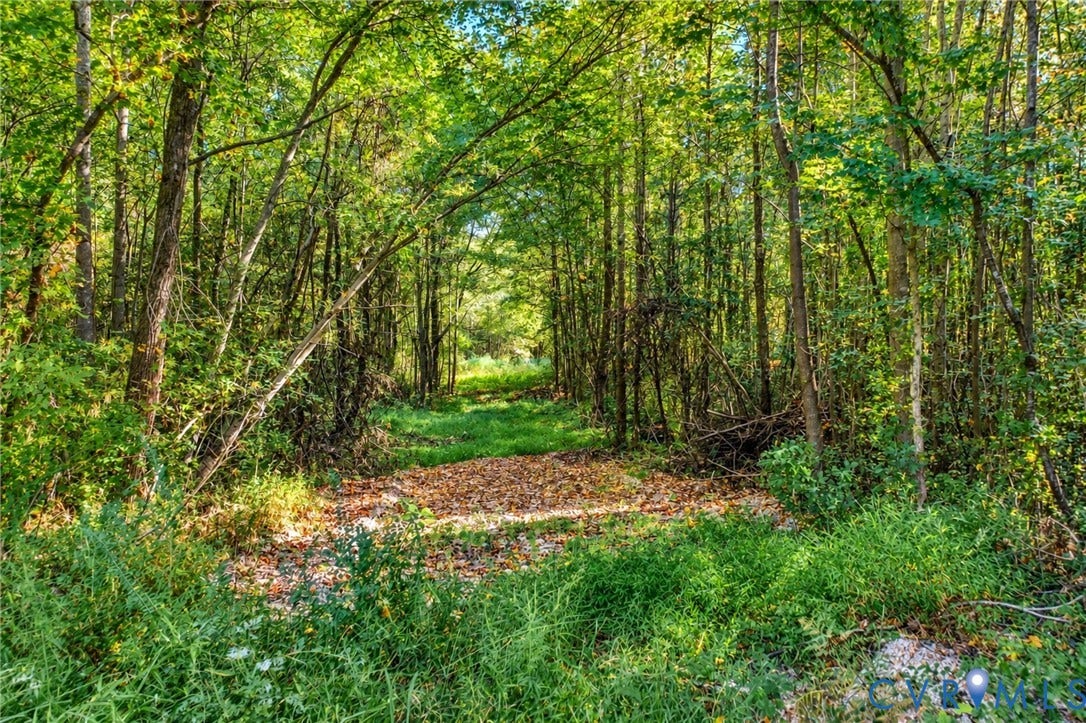 Mature wooded lot with abundant trees and a natural clearing