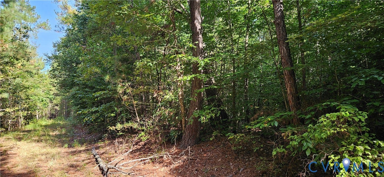 Wooded lot featuring mature trees and natural ground cover