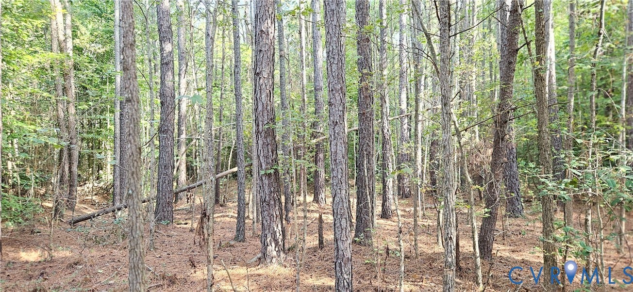 Wooded parcel featuring numerous mature trees and natural ground covering