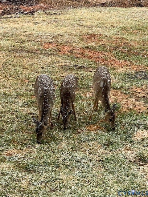 Deer