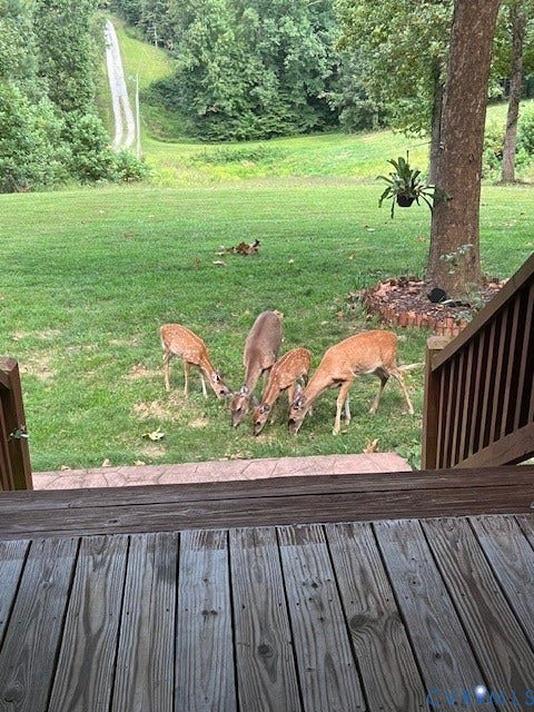 Deer close to porch