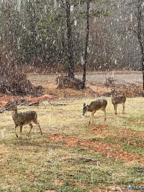 Deer