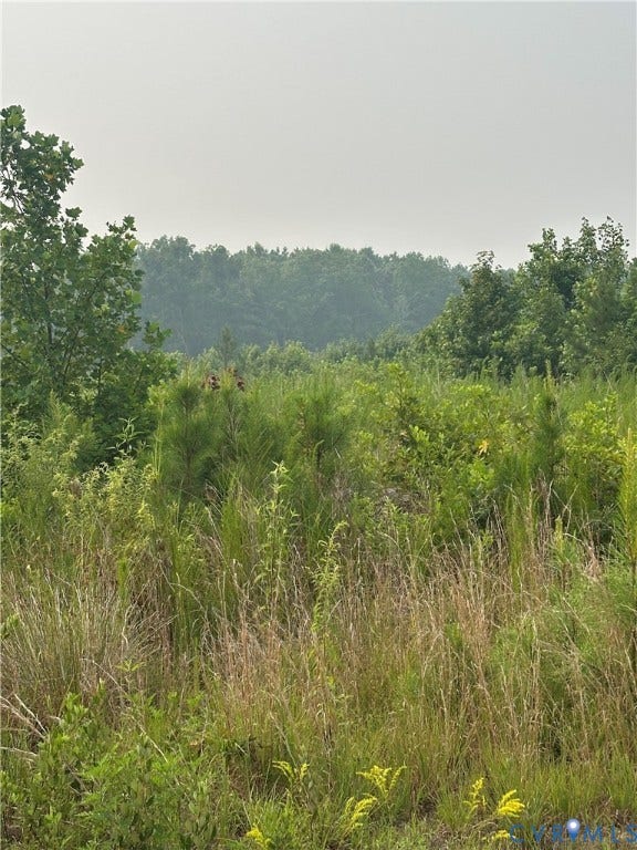 View of Regenerative Forest.