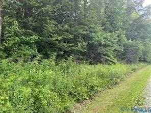 Wooded lot with mature trees and dense foliage
