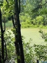 Pond