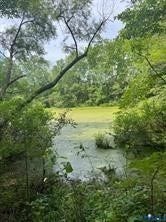 Pond