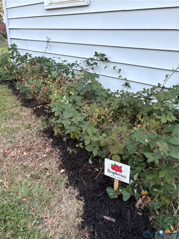 Great collection of fruit bushes