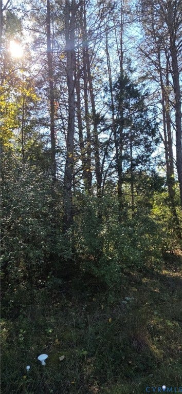 Wooded parcel featuring mature pine trees and natural landscape