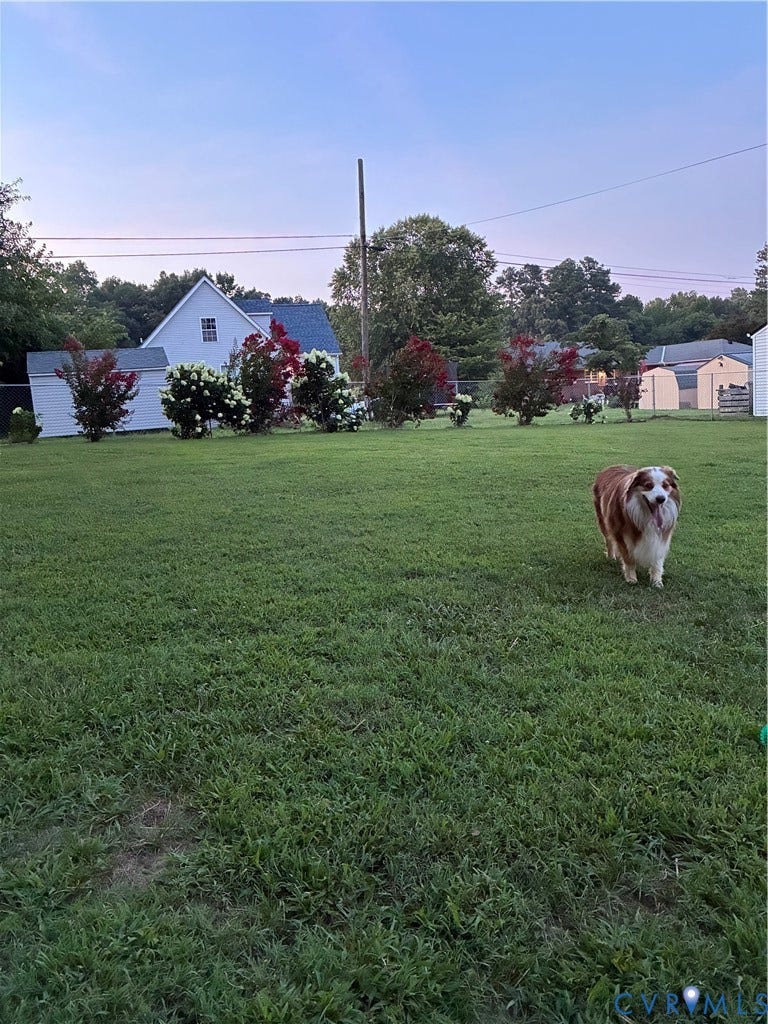 Expansive lawn featuring mature flowering shrubs and perimeter fencing