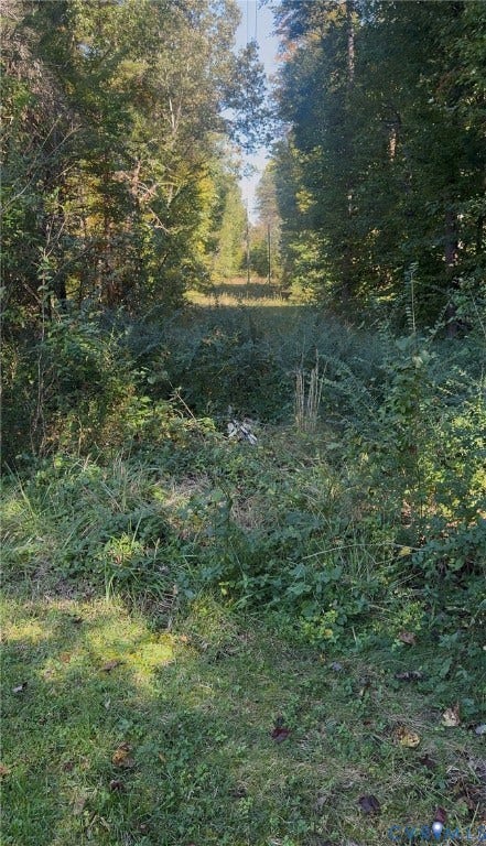 20367 Monrovia Road, Orange County, Orange, VA 22960 Wooded acreage featuring mature trees and natural ground cover
