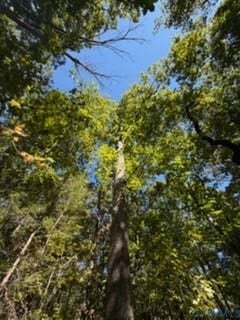 000 Hancock Mill Rd, Mineral, VA 23117 Mature canopy of deciduous trees providing natural coverage