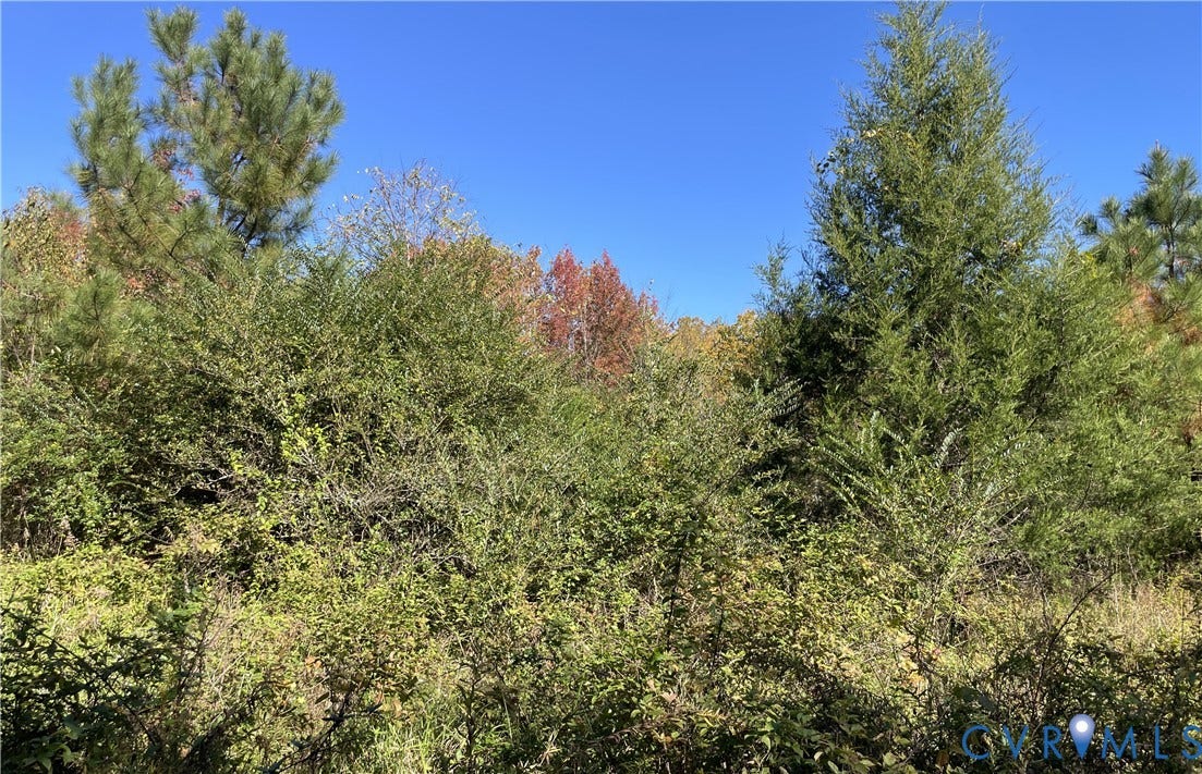 Wooded lot featuring mature pine and deciduous trees with dense natural undergrowth