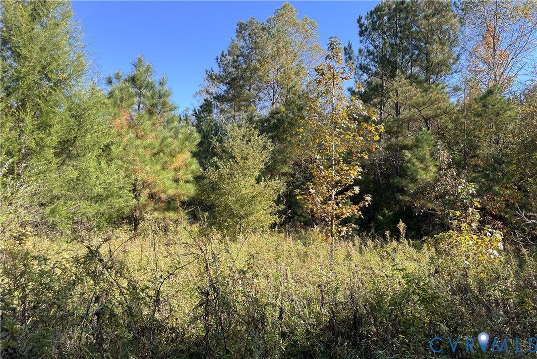 Natural landscape featuring native grasses and a collection of mature pine and deciduous trees