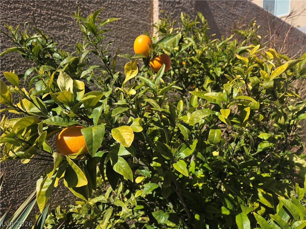 11388 Orazio Drive, Las Vegas, NV 89138 Producing fruit trees!