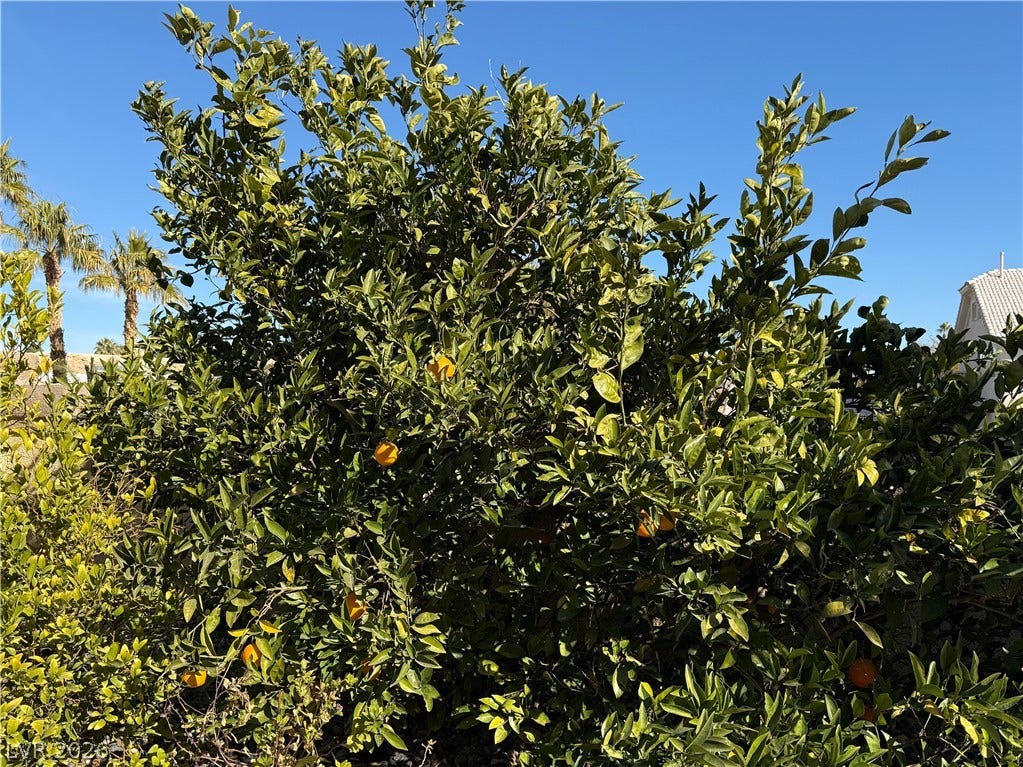 2030 Marina Bay Court, Las Vegas, NV 89117 Mature citrus trees thrive in the sunshine of this beautifully landscaped property.