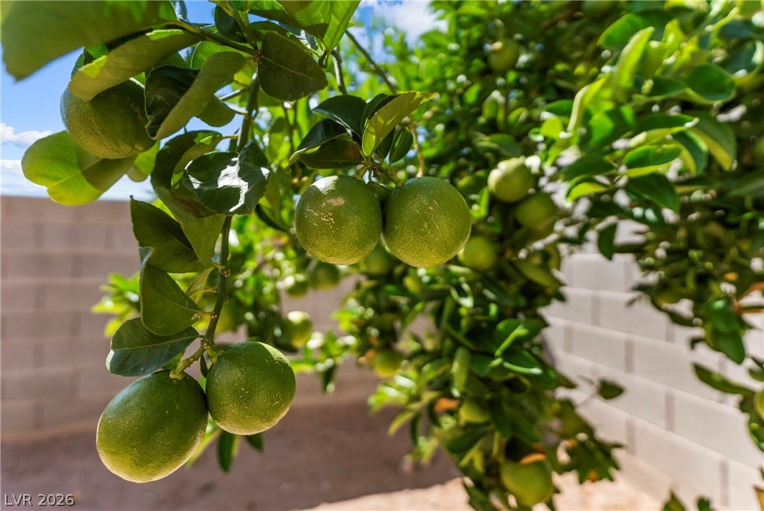 Mature citrus trees grow beautifully alongside a secure block wall perimeter.