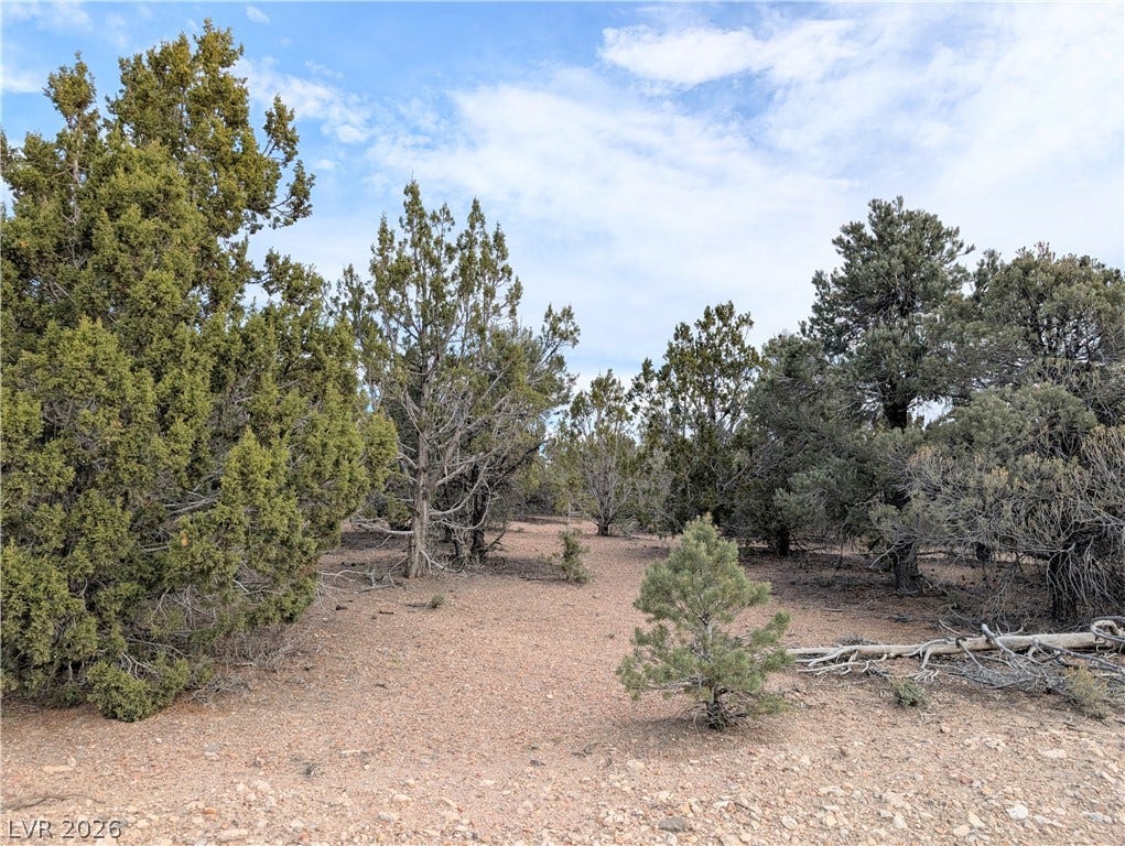 Lot 1-A Side Hill Pass, Pioche, NV 89043 Mature trees and open natural clearings define this peaceful desert landscape.