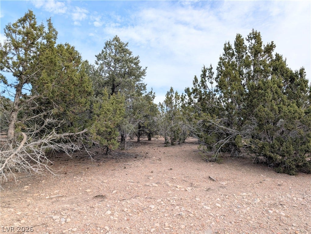 Lot 1-A Side Hill Pass, Pioche, NV 89043 Mature trees frame a natural clearing, creating a serene and private outdoor environment.