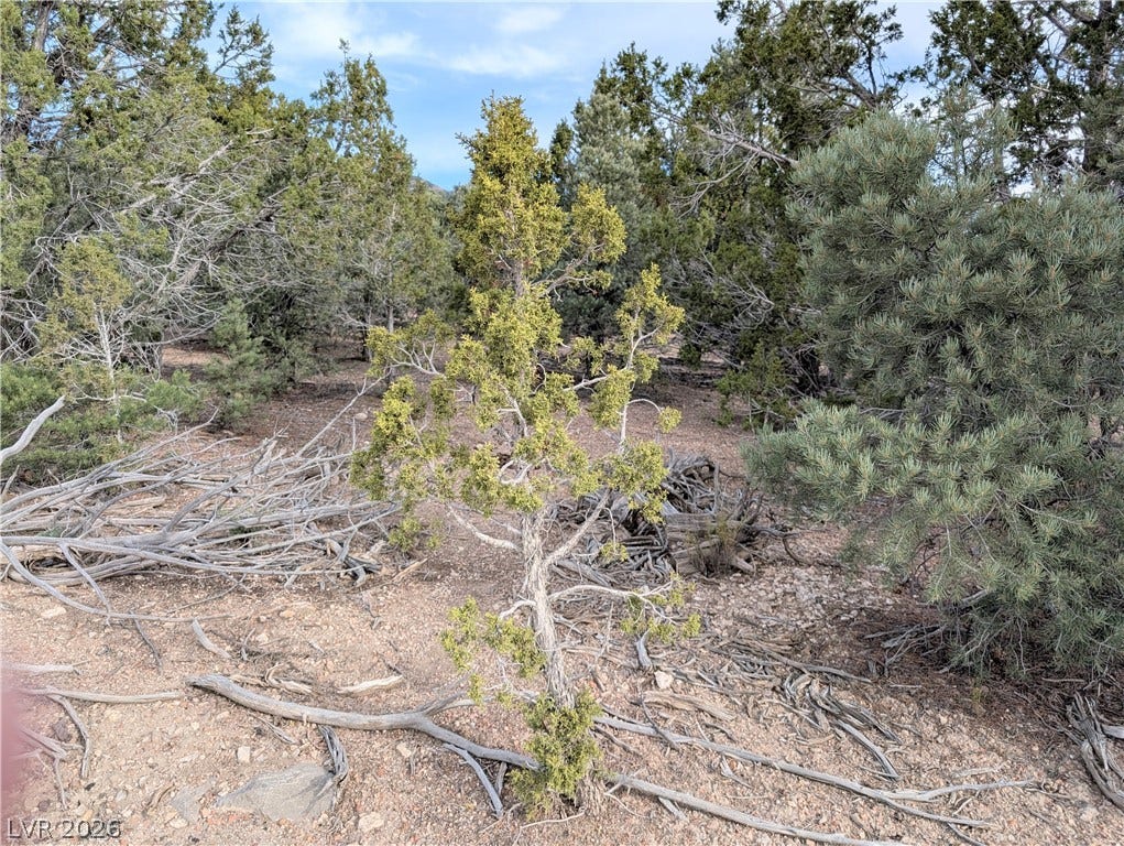 Lot 1-A Side Hill Pass, Pioche, NV 89043 Mature trees and native vegetation cover the gently sloping terrain of this spacious parcel.