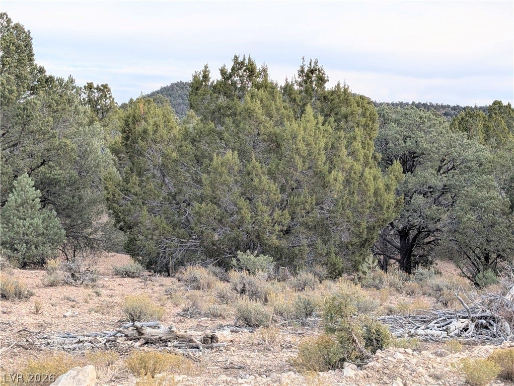 Lot 1-B Side Hill Pass, Pioche, NV 89043 Mature trees and native vegetation cover this tranquil mountain property.