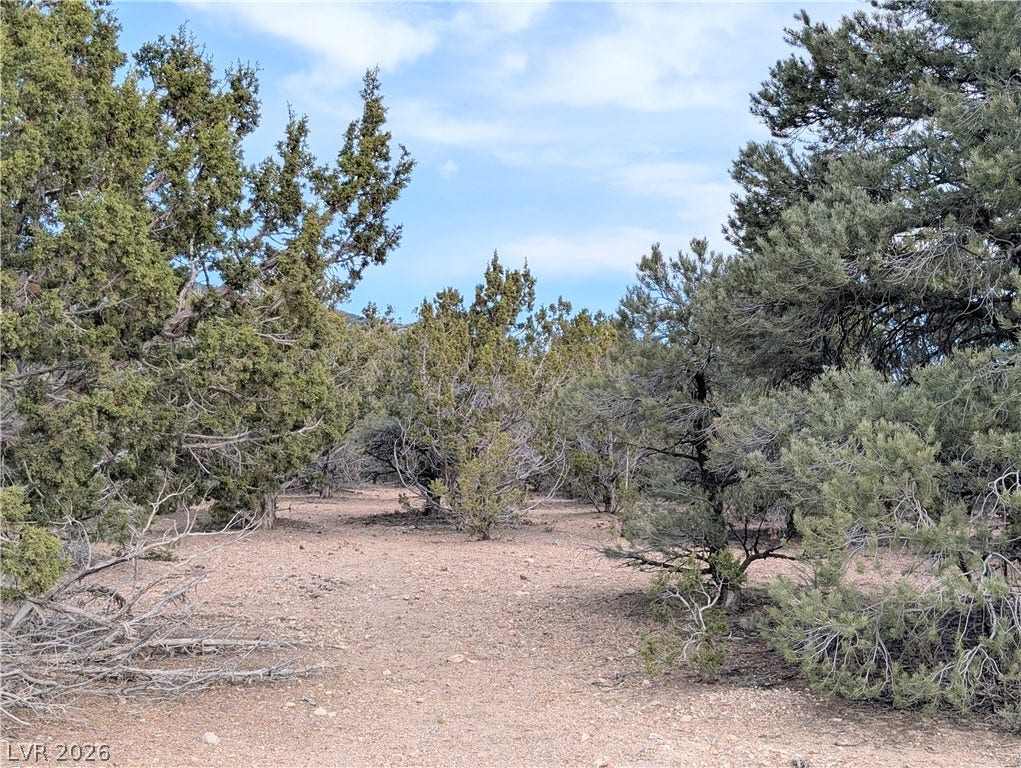 Lot 1-B Side Hill Pass, Pioche, NV 89043 Mature trees frame a natural clearing under a blue sky.