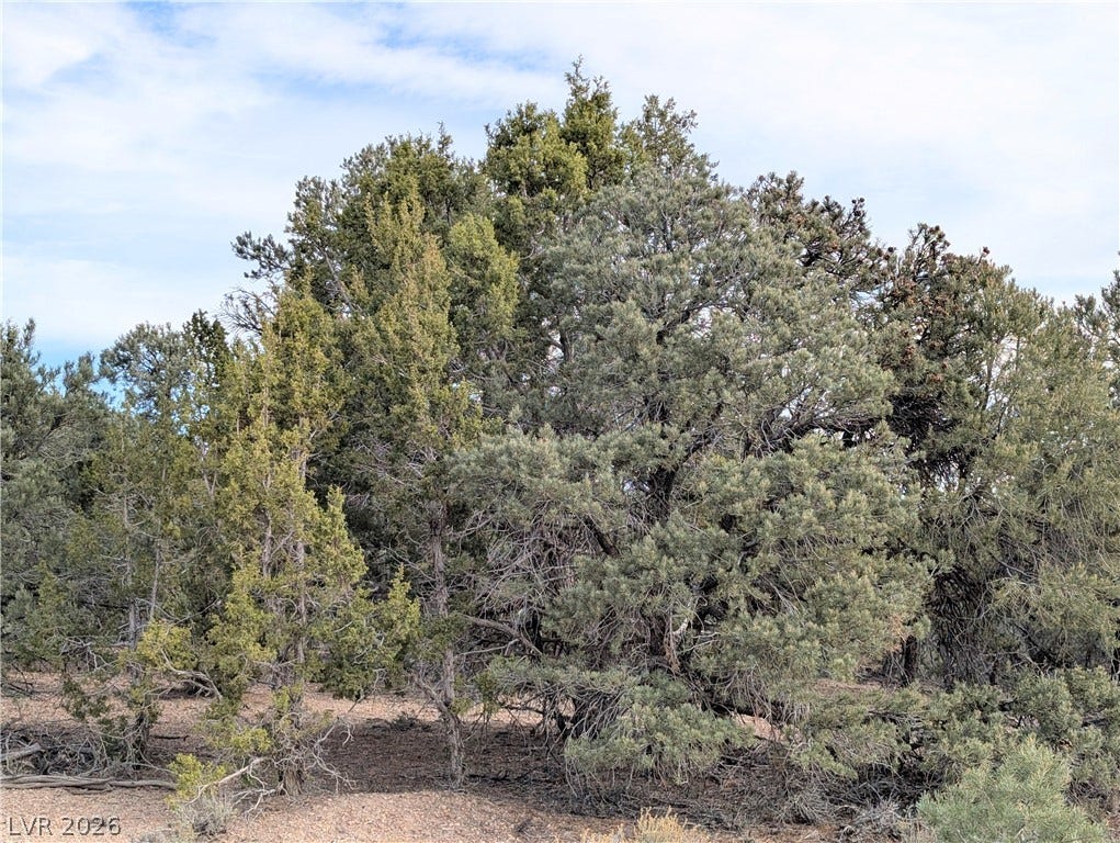 Lot 1-B Side Hill Pass, Pioche, NV 89043 Mature juniper and pine trees offer natural privacy across the level landscape.