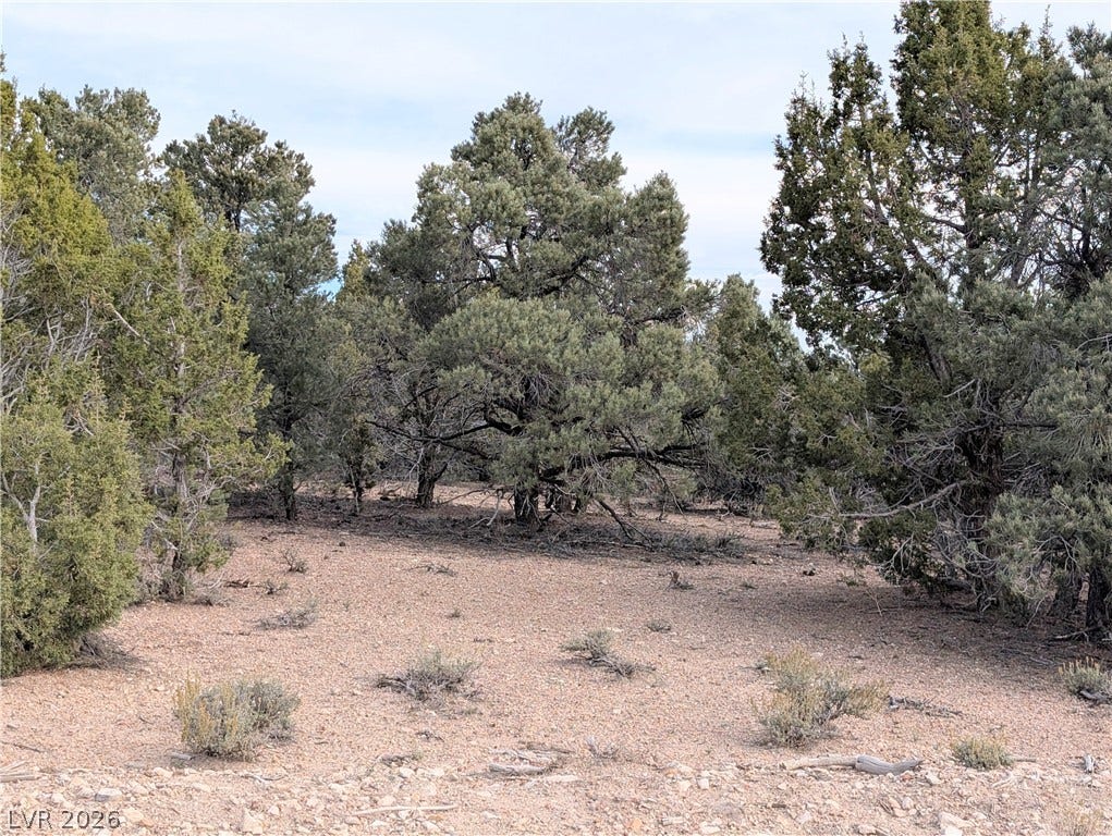 Lot 1-B Side Hill Pass, Pioche, NV 89043 Mature trees cluster along the rolling terrain of this wooded landscape.