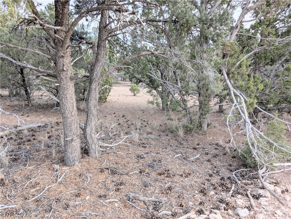 Lot 1-C Side Hill Pass, Pioche, NV 89043 Mature trees frame a natural clearing on this rustic acreage.