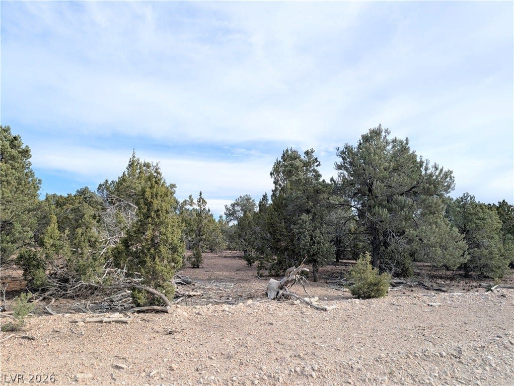 Lot 1-C Side Hill Pass, Pioche, NV 89043 Mature evergreen trees dot the gently sloping natural terrain under a vast sky.