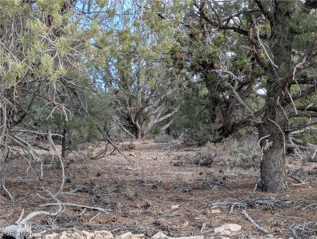 Lot 1-C Side Hill Pass, Pioche, NV 89043 Mature trees and native vegetation cover this tranquil natural landscape.
