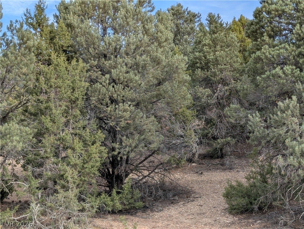 Lot 1-C Side Hill Pass, Pioche, NV 89043 Mature juniper trees surround a natural clearing on this scenic undeveloped parcel.