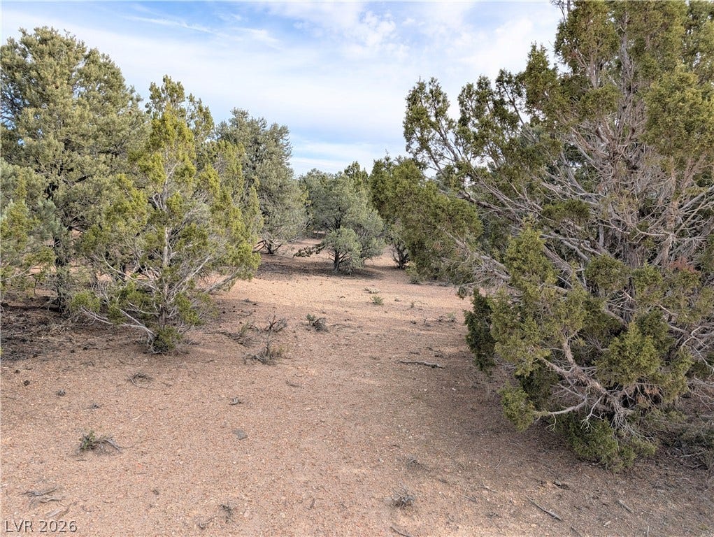 Lot 1-C Side Hill Pass, Pioche, NV 89043 Mature juniper trees dot the rolling terrain under a clear desert sky.