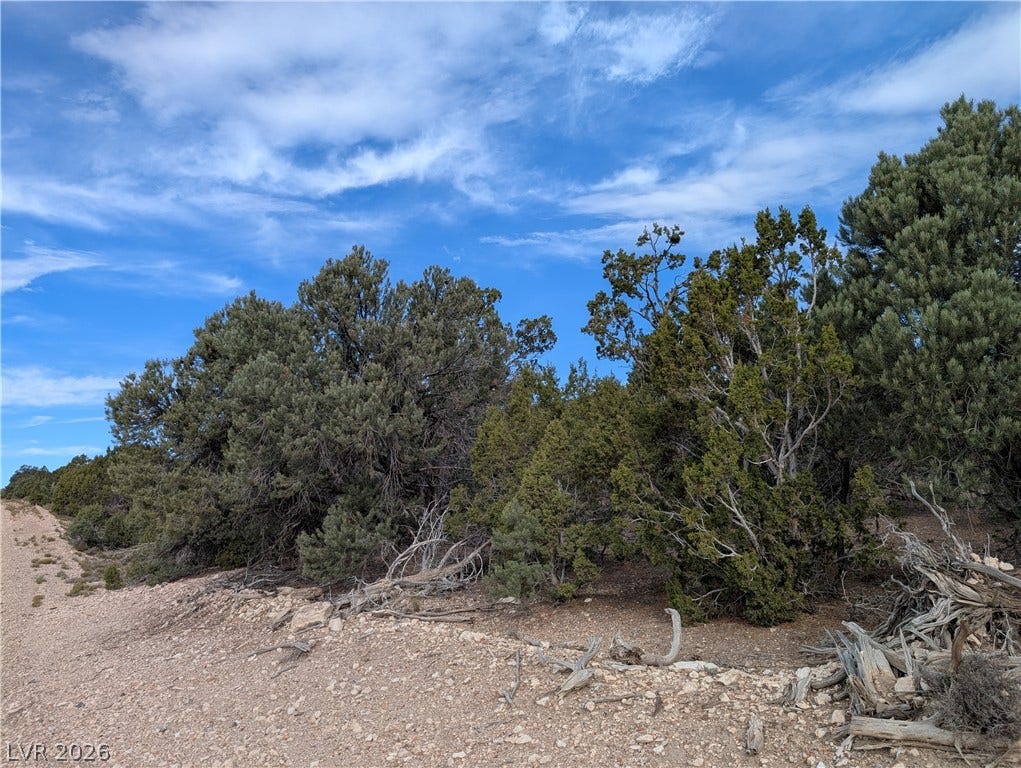 Lot 1-D Side Hill Pass, Pioche, NV 89043 Mature pinon and juniper trees border a gravel access road under wide blue skies.