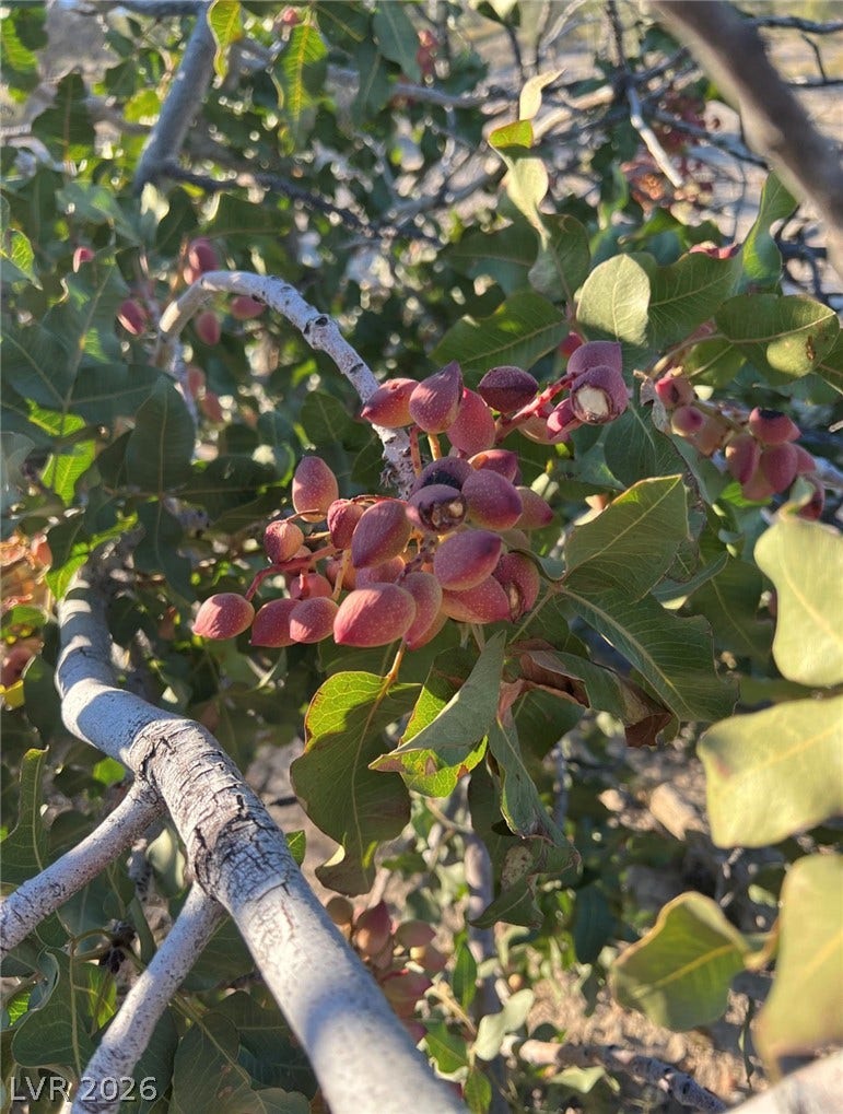 Lush orchard foliage thrives across the property grounds.