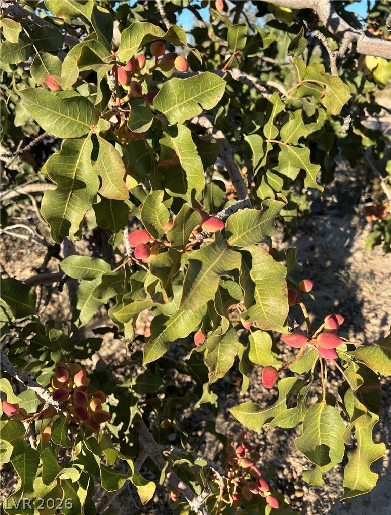 Lush foliage and developing fruit highlight the agricultural appeal of the surrounding land.