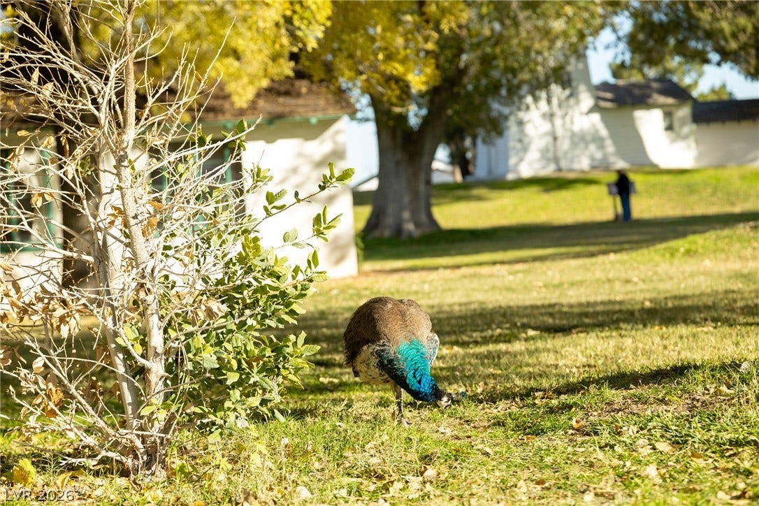7230 Fresh Harvest Avenue, Las Vegas, NV 89131 Floyd Lamb Park has BBQ grills, Cycling lanes and walking paths for dogs.