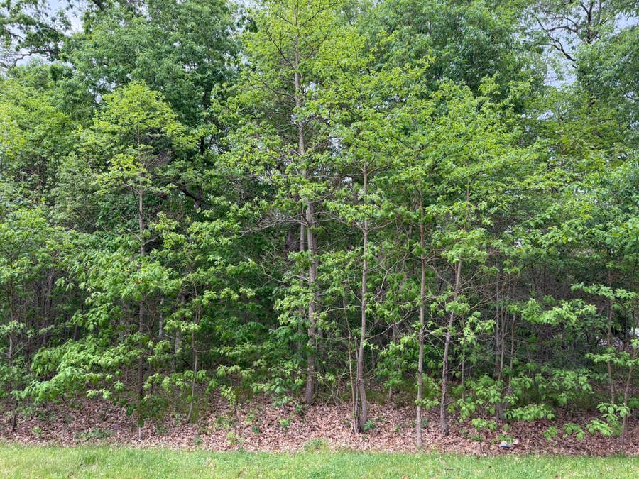 Property photo for Vacant Lot E 565, DeMotte, IN