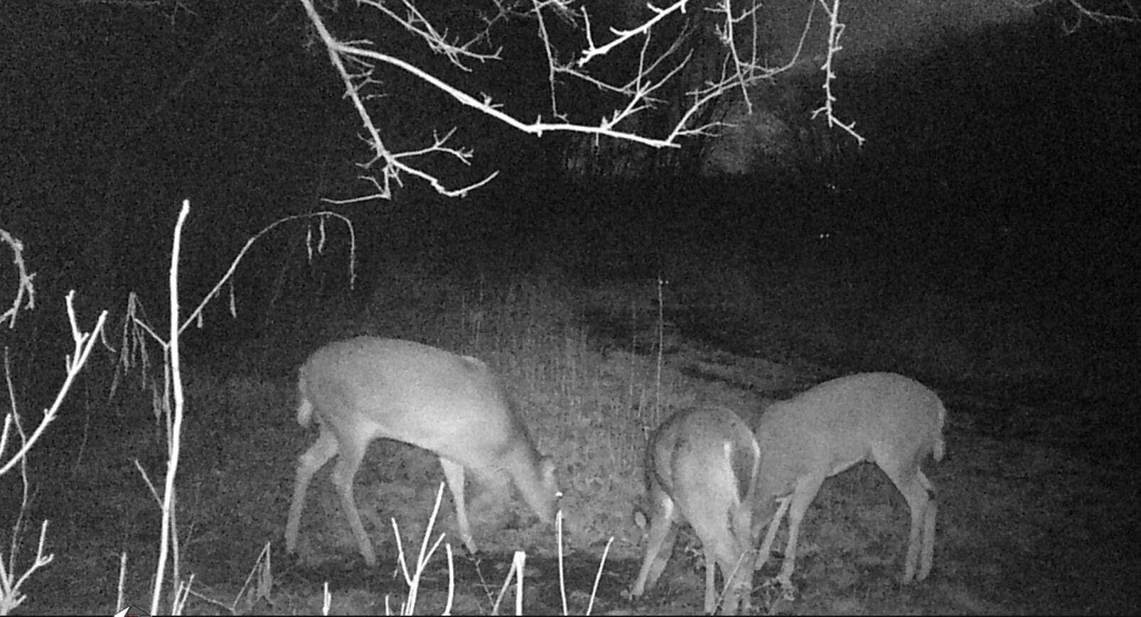 Dec. 2025 trail cam