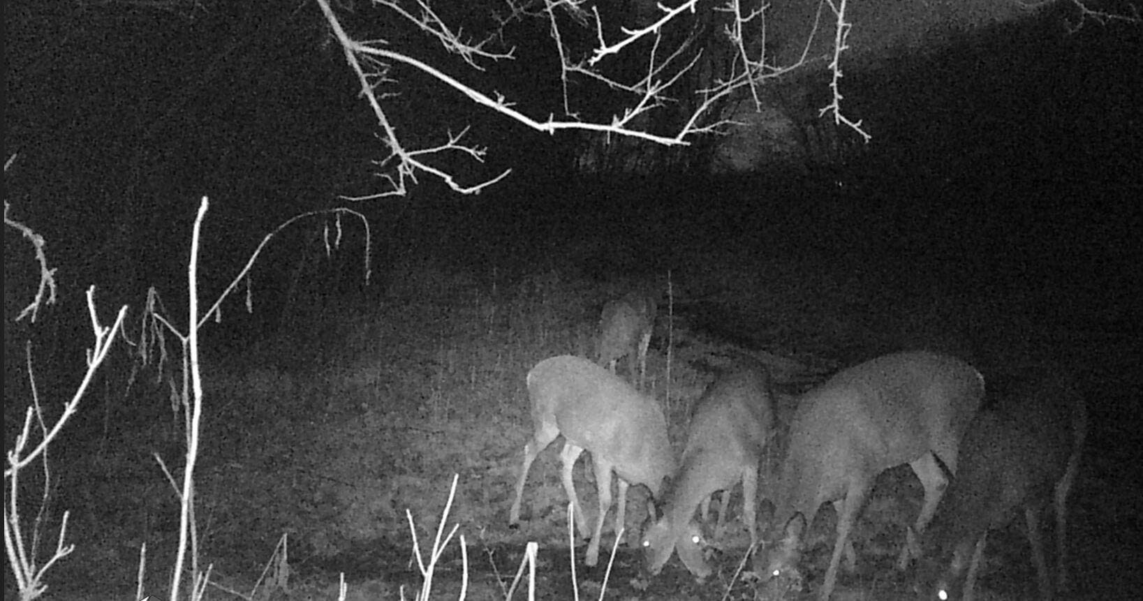 Dec. 2025 trail cam