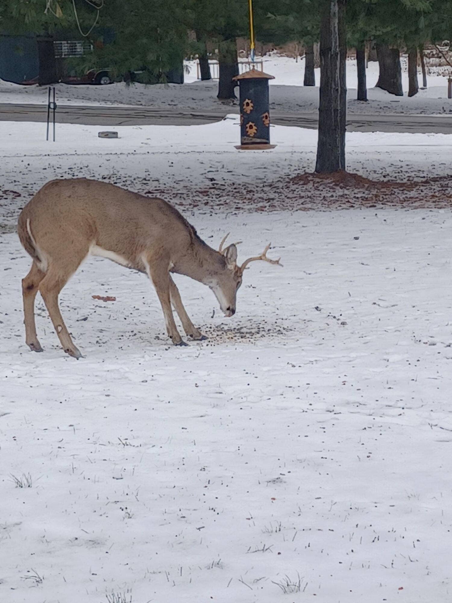 Wildlife
