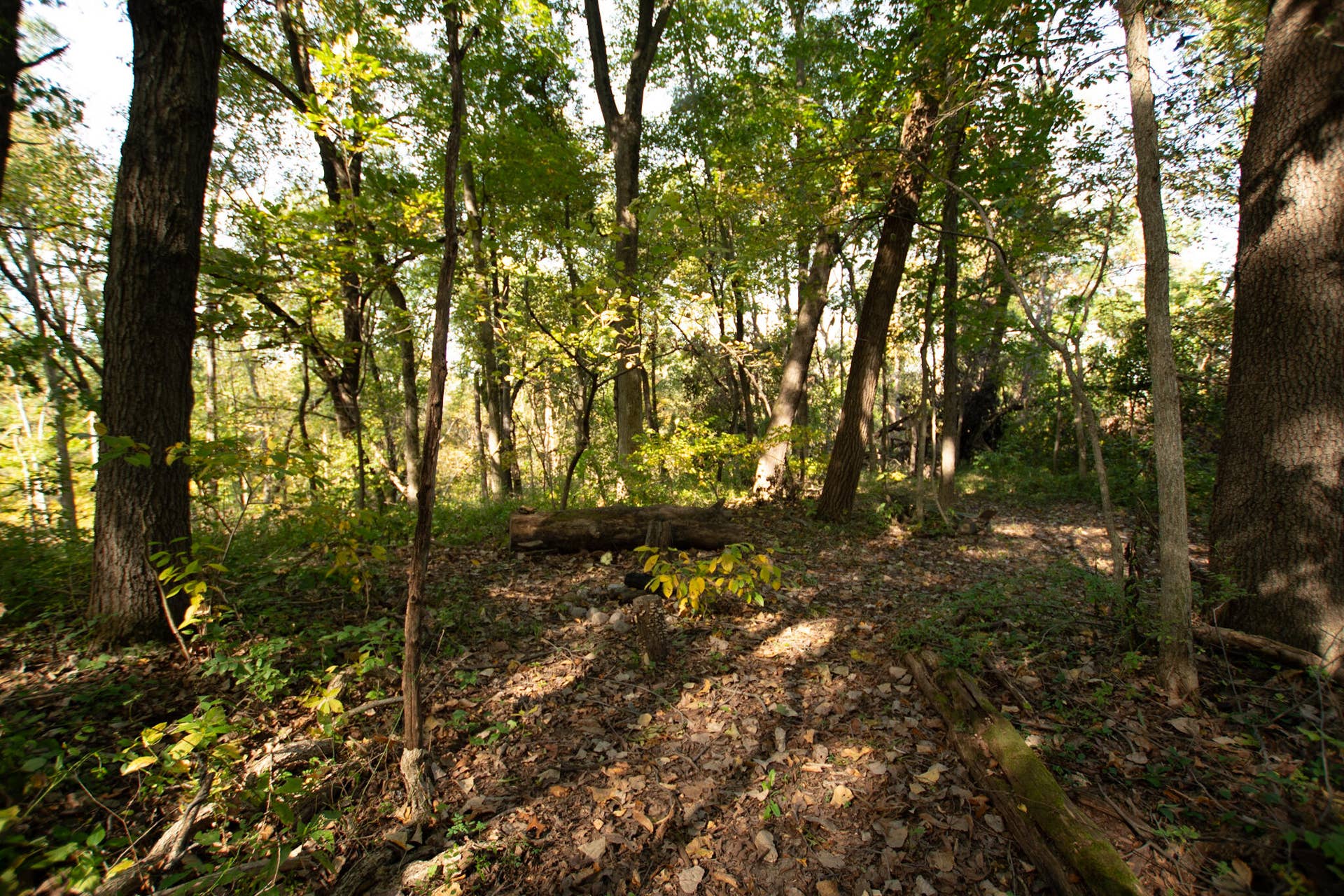 6400 Grand Boulevard, Hobart, IN 46342 Trails in back yard