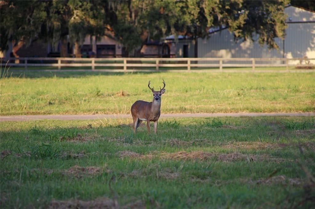 275 Horse Shoe Trail, Angleton, TX 77515 275 Horse Shoe Trail, Angleton, TX 77515